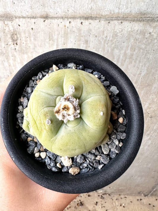 【現品限り】サボテン ロフォフォラ ディフューサ 疣 子吹き 翠冠玉 【C101】 Lophophora diffusa