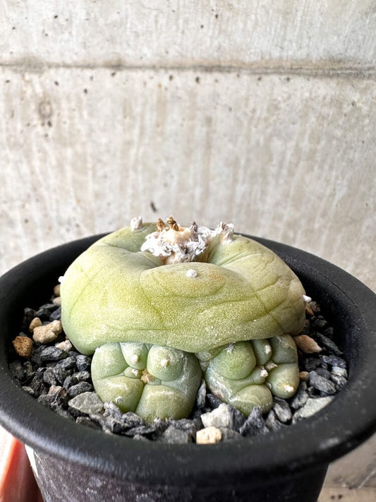 【現品限り】サボテン ロフォフォラ ディフューサ 疣 子吹き 翠冠玉 【C101】 Lophophora diffusa