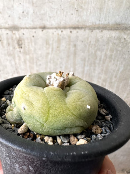 【現品限り】サボテン ロフォフォラ ディフューサ 疣 子吹き 翠冠玉 【C101】 Lophophora diffusa