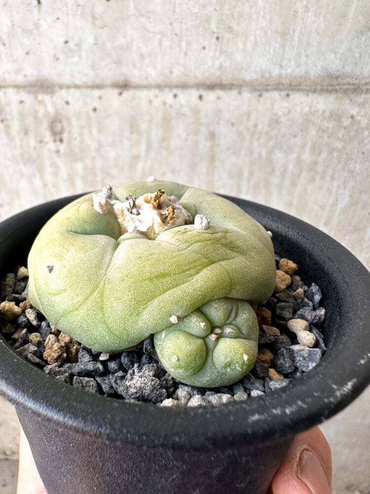 【現品限り】サボテン ロフォフォラ ディフューサ 疣 子吹き 翠冠玉 【C101】 Lophophora diffusa