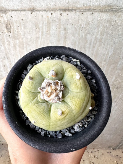 【現品限り】サボテン ロフォフォラ ディフューサ 疣 子吹き 翠冠玉 【C102】 Lophophora diffusa