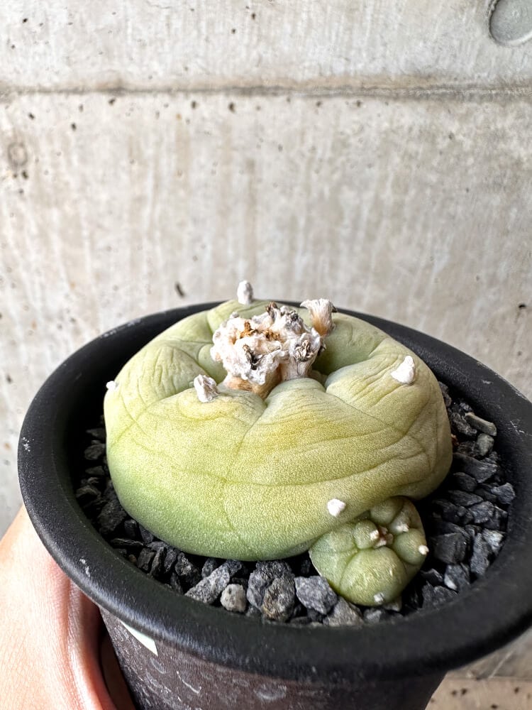 【現品限り】サボテン ロフォフォラ ディフューサ 疣 子吹き 翠冠玉 【C102】 Lophophora diffusa