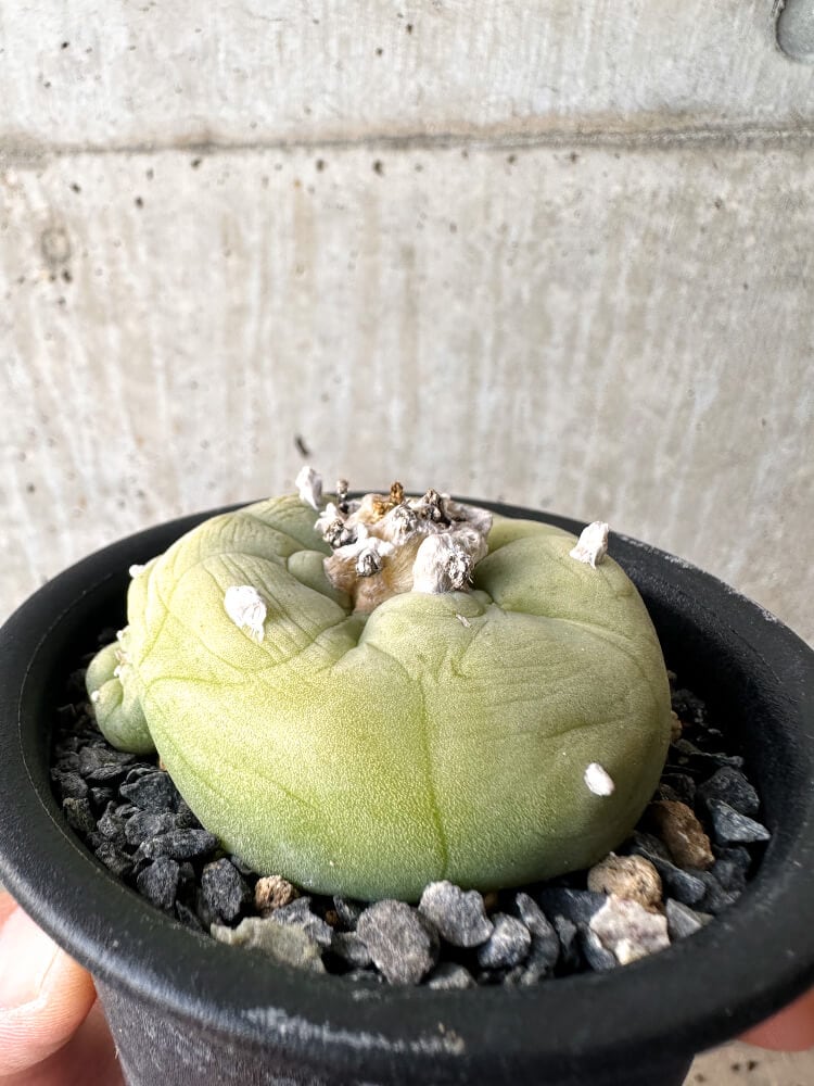 【現品限り】サボテン ロフォフォラ ディフューサ 疣 子吹き 翠冠玉 【C102】 Lophophora diffusa