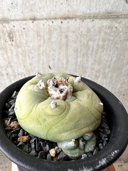 【現品限り】サボテン ロフォフォラ ディフューサ 疣 子吹き 翠冠玉 【C102】 Lophophora diffusa