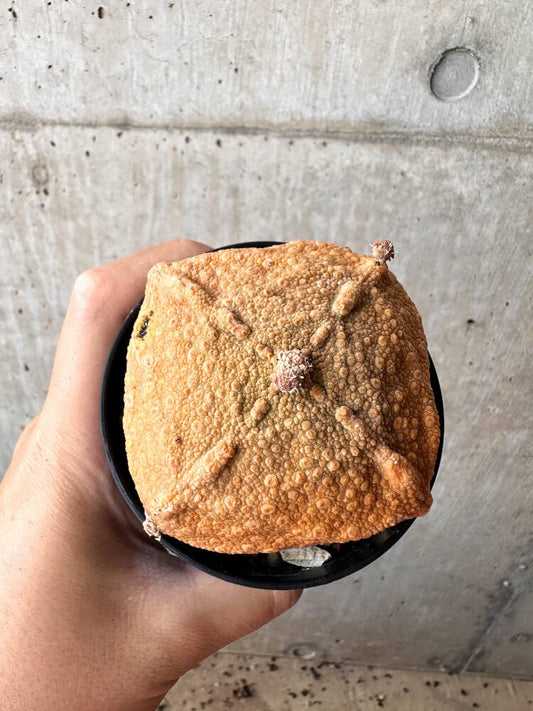 【現品限り】プセウドリトス・クビフォルメ【C103】 Pseudolithos cubiforme