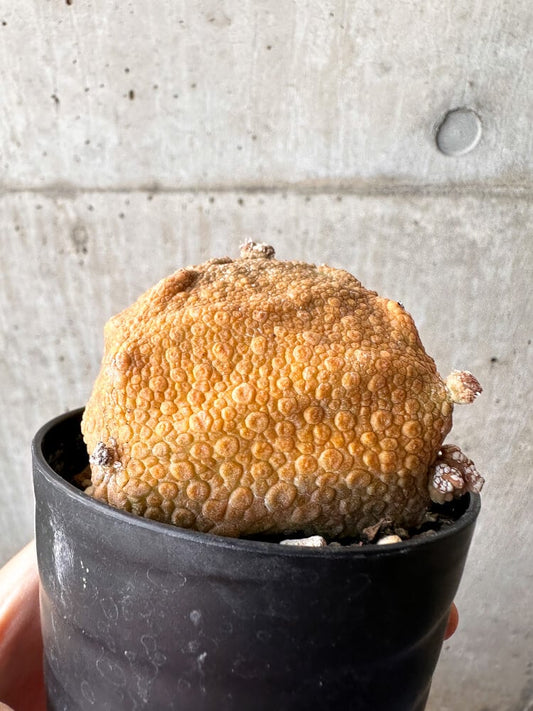 【現品限り】プセウドリトス・クビフォルメ【C103】 Pseudolithos cubiforme