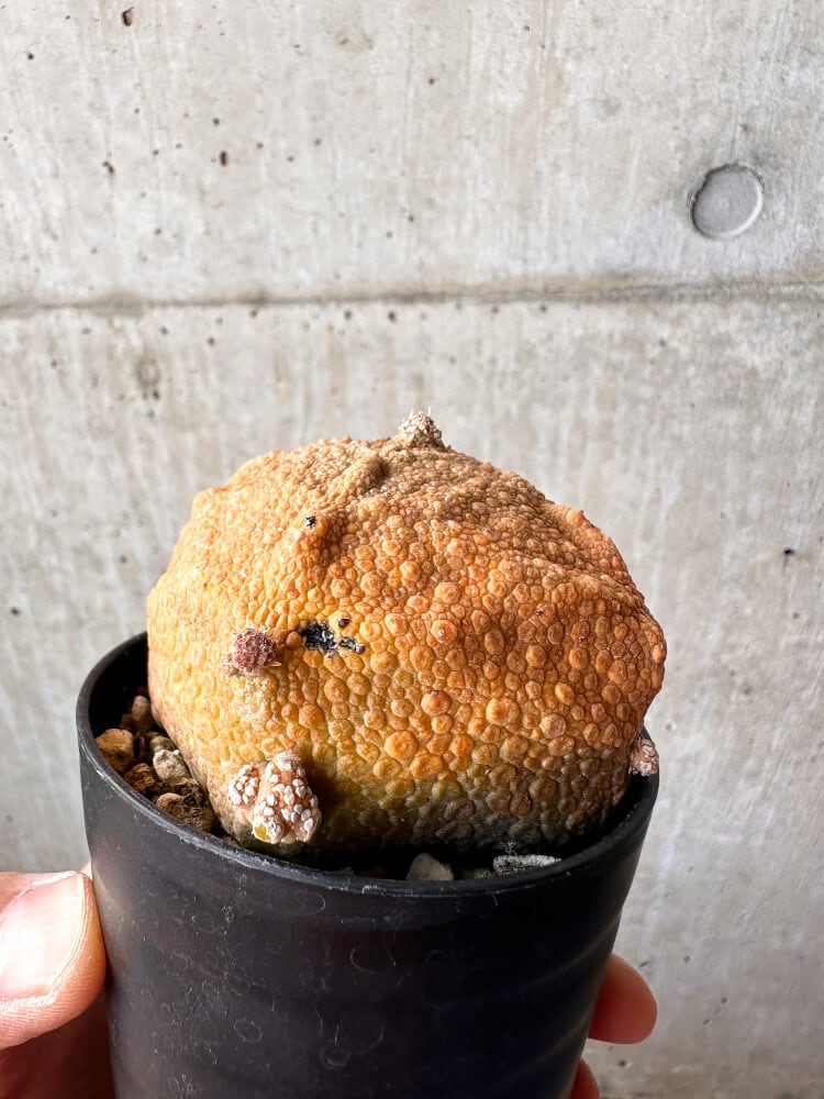 【現品限り】プセウドリトス・クビフォルメ【C103】 Pseudolithos cubiforme