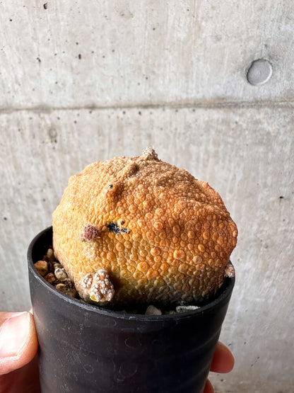 【現品限り】プセウドリトス・クビフォルメ【C103】 Pseudolithos cubiforme