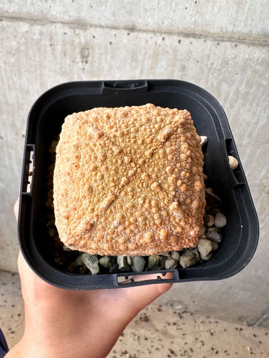 【現品限り】プセウドリトス・クビフォルメ【C104】 Pseudolithos cubiforme