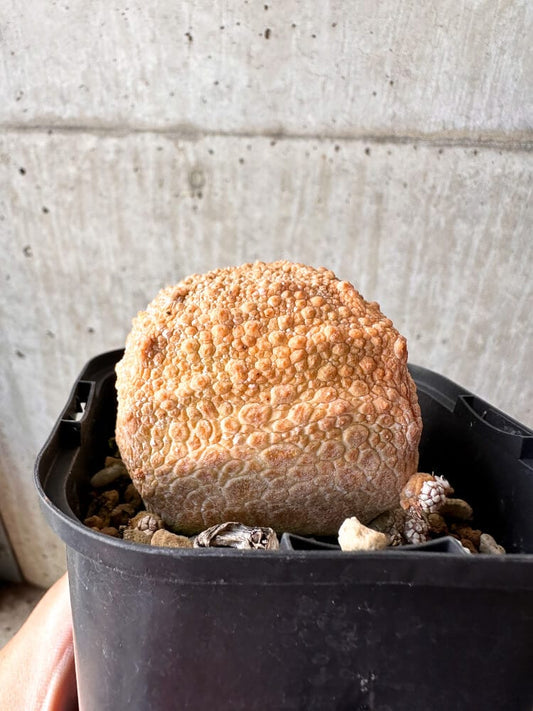 【現品限り】プセウドリトス・クビフォルメ【C104】 Pseudolithos cubiforme