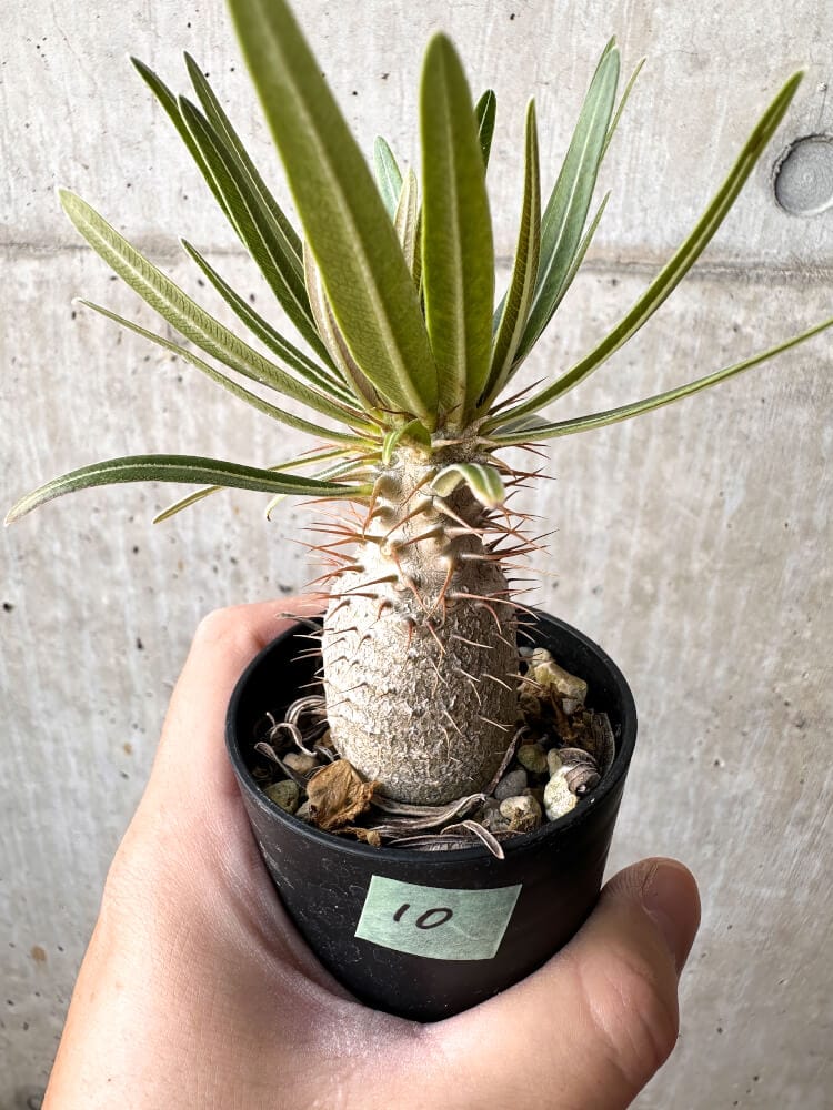 【現品限り】パキポディウム・グラキリス 実生【C10】 Pachypodium gracilius