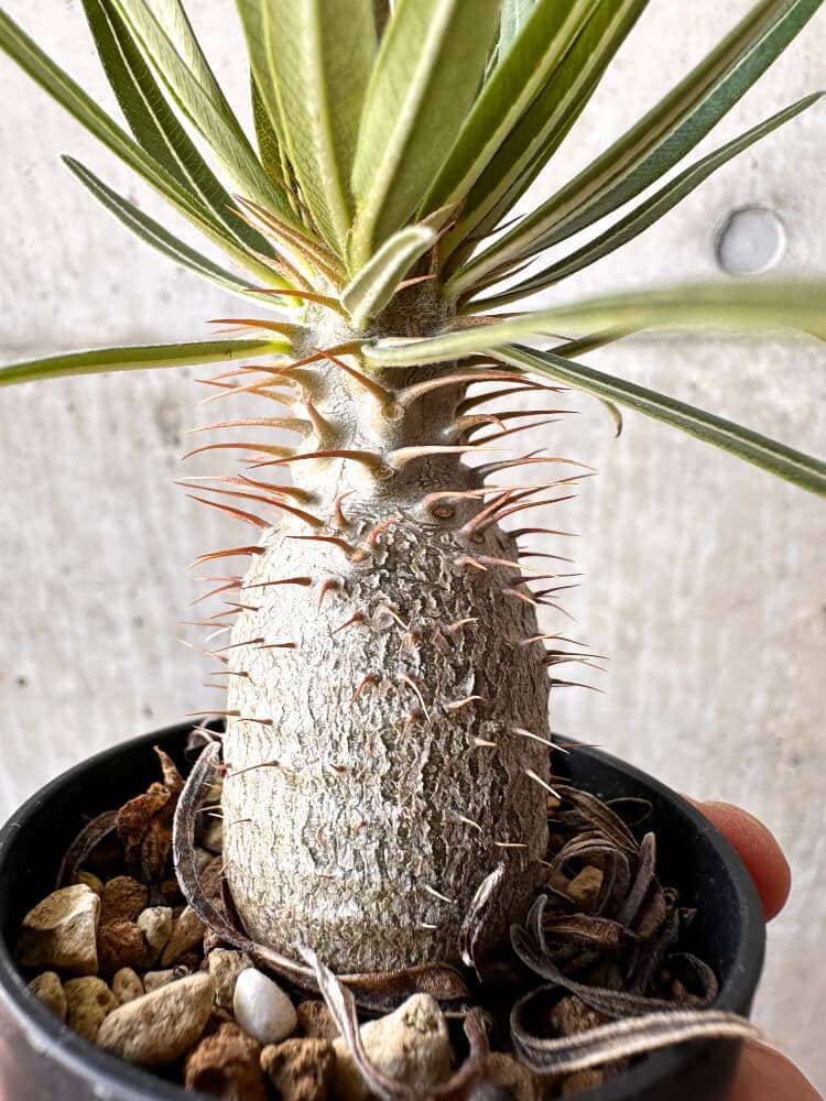 【現品限り】パキポディウム・グラキリス 実生【C10】 Pachypodium gracilius