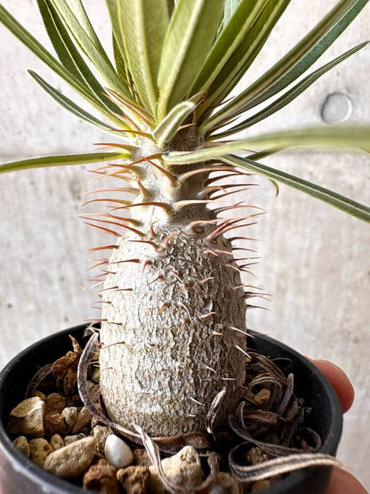 【現品限り】パキポディウム・グラキリス 実生【C10】 Pachypodium gracilius