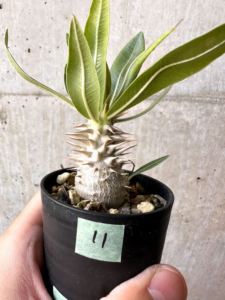 現品限り】パキポディウム・ロスラーツム 実生【C11】 Pachypodium