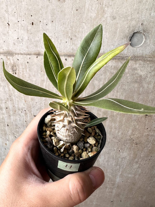 【現品限り】パキポディウム・ロスラーツム 実生【C11】 Pachypodium rosulatum