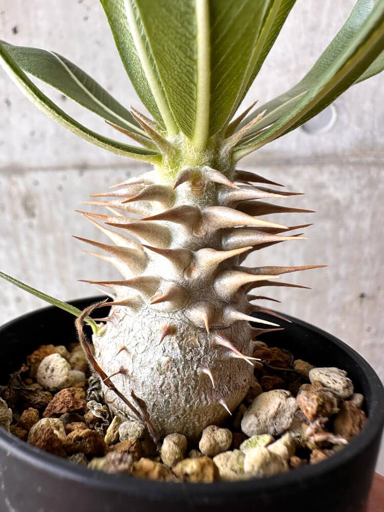 現品限り】パキポディウム・ロスラーツム 実生【C11】 Pachypodium