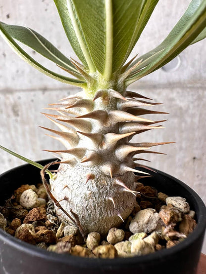 【現品限り】パキポディウム・ロスラーツム 実生【C11】 Pachypodium rosulatum