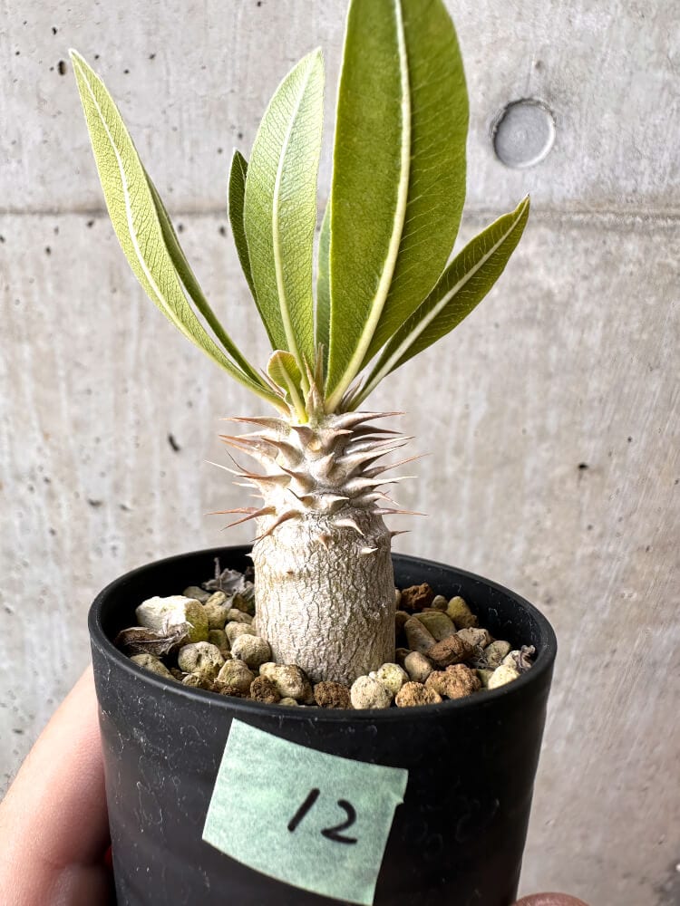 【現品限り】パキポディウム・ロスラーツム 実生【C12】 Pachypodium rosulatum