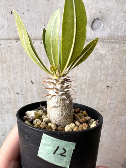 【現品限り】パキポディウム・ロスラーツム 実生【C12】 Pachypodium rosulatum