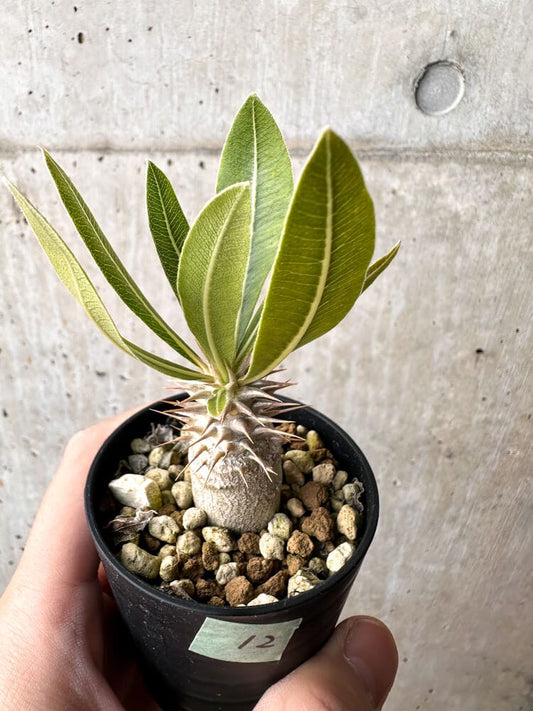 【現品限り】パキポディウム・ロスラーツム 実生【C12】 Pachypodium rosulatum