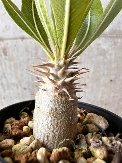 【現品限り】パキポディウム・ロスラーツム 実生【C12】 Pachypodium rosulatum