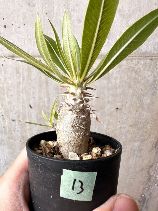 【現品限り】パキポディウム・ロスラーツム 実生【C13】 Pachypodium rosulatum