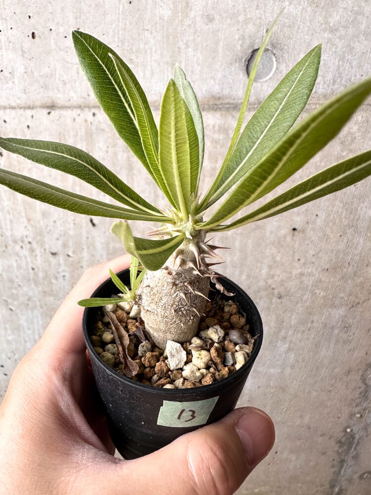 【現品限り】パキポディウム・ロスラーツム 実生【C13】 Pachypodium rosulatum