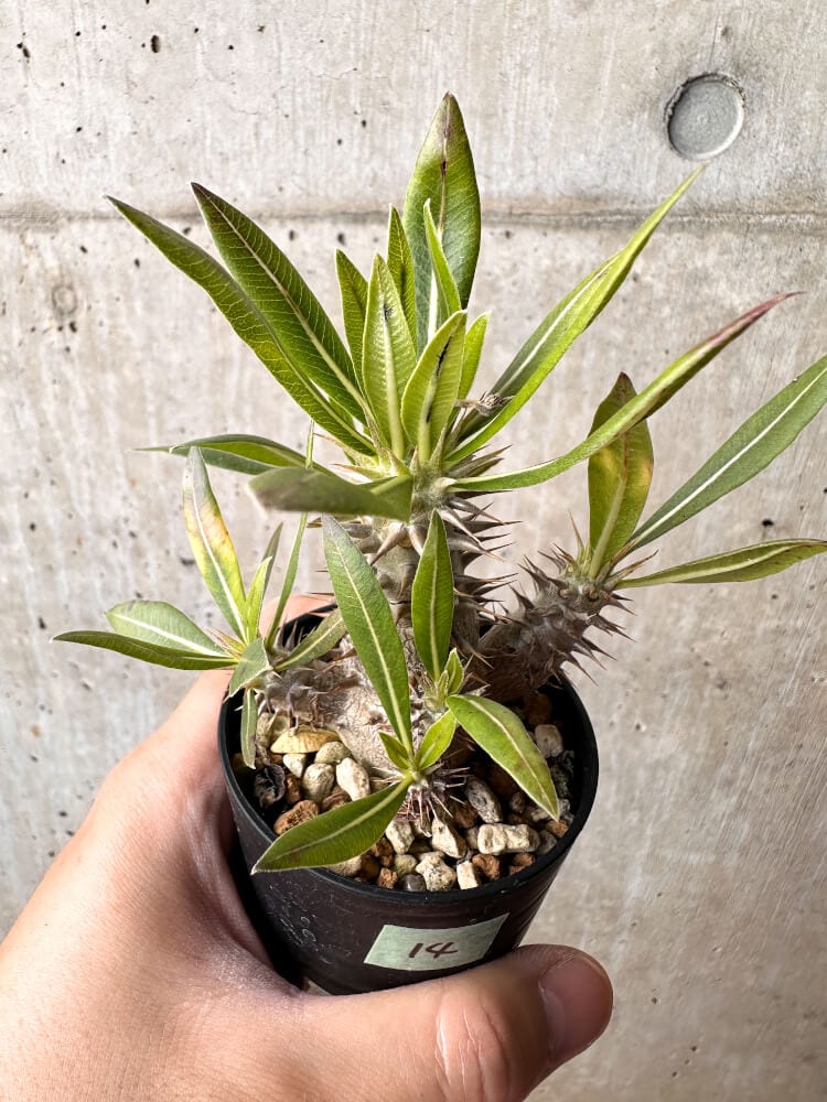 【現品限り】パキポディウム・ロスラーツム 実生【C14】 Pachypodium rosulatum