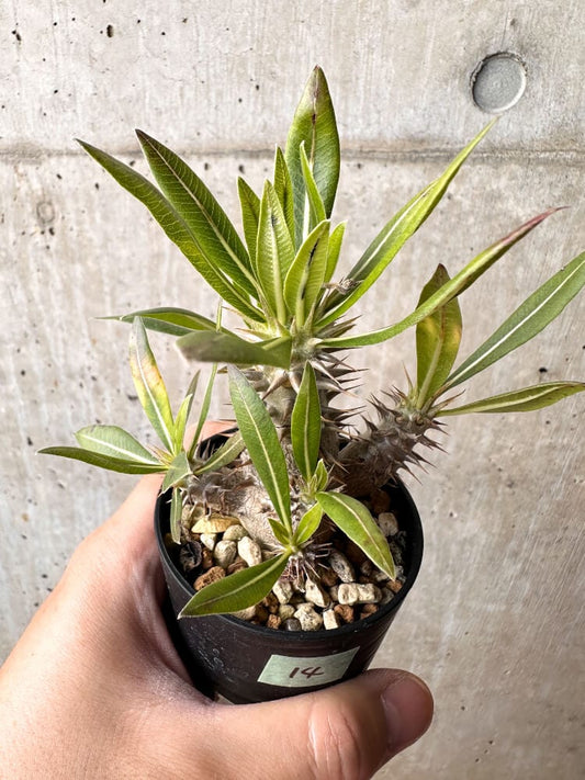 【現品限り】パキポディウム・ロスラーツム 実生【C14】 Pachypodium rosulatum