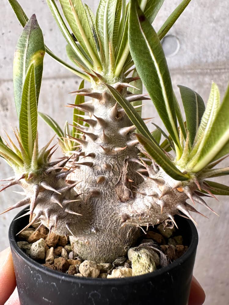 【現品限り】パキポディウム・ロスラーツム 実生【C14】 Pachypodium rosulatum
