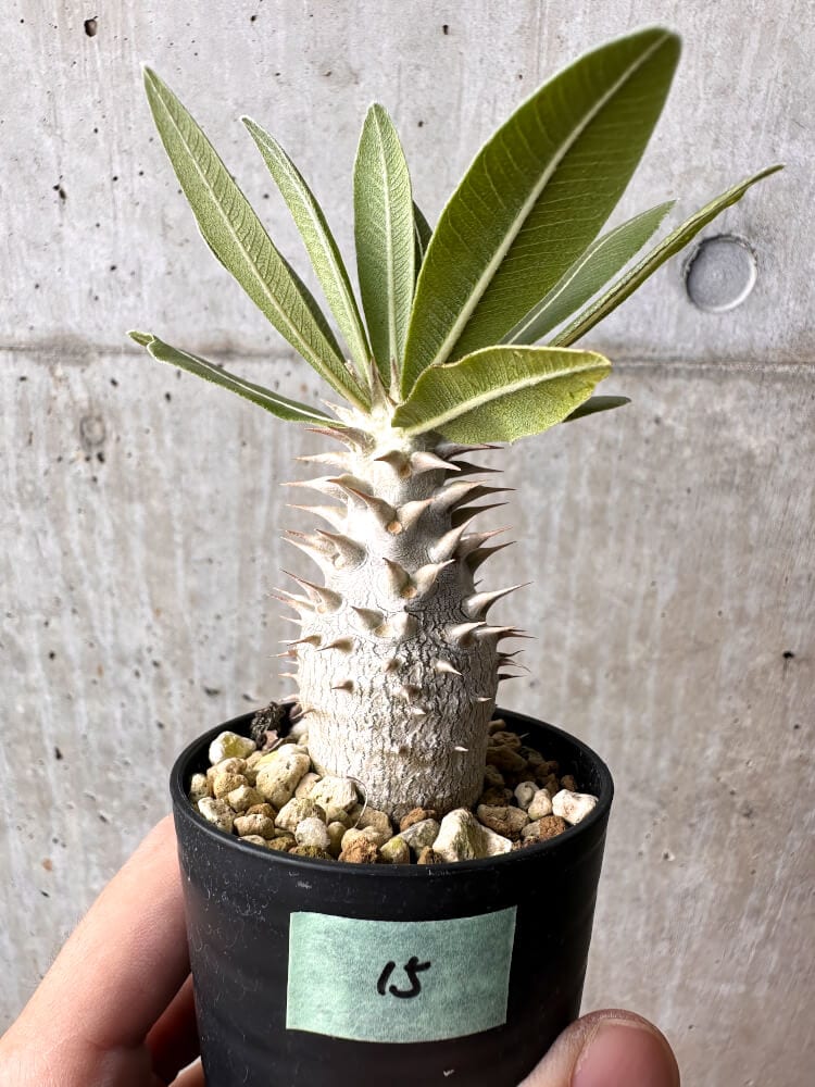 現品限り】パキポディウム・ロスラーツム 実生【C15】 Pachypodium