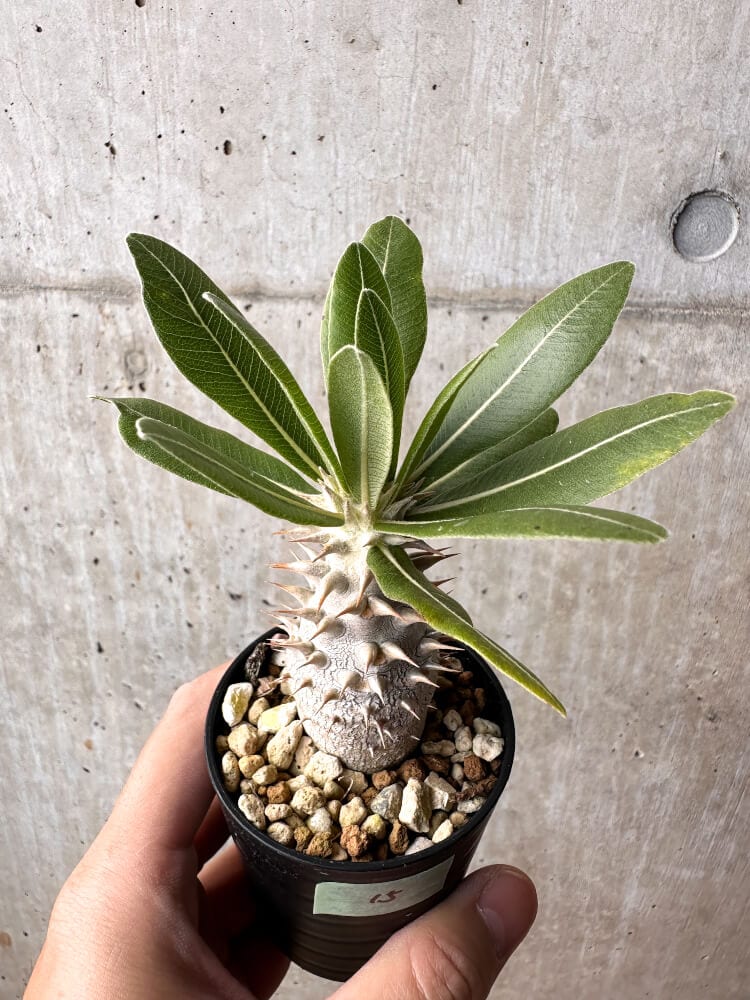 【現品限り】パキポディウム・ロスラーツム 実生【C15】 Pachypodium rosulatum