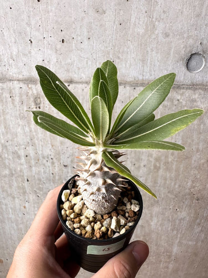 【現品限り】パキポディウム・ロスラーツム 実生【C15】 Pachypodium rosulatum
