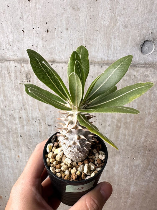 【現品限り】パキポディウム・ロスラーツム 実生【C15】 Pachypodium rosulatum