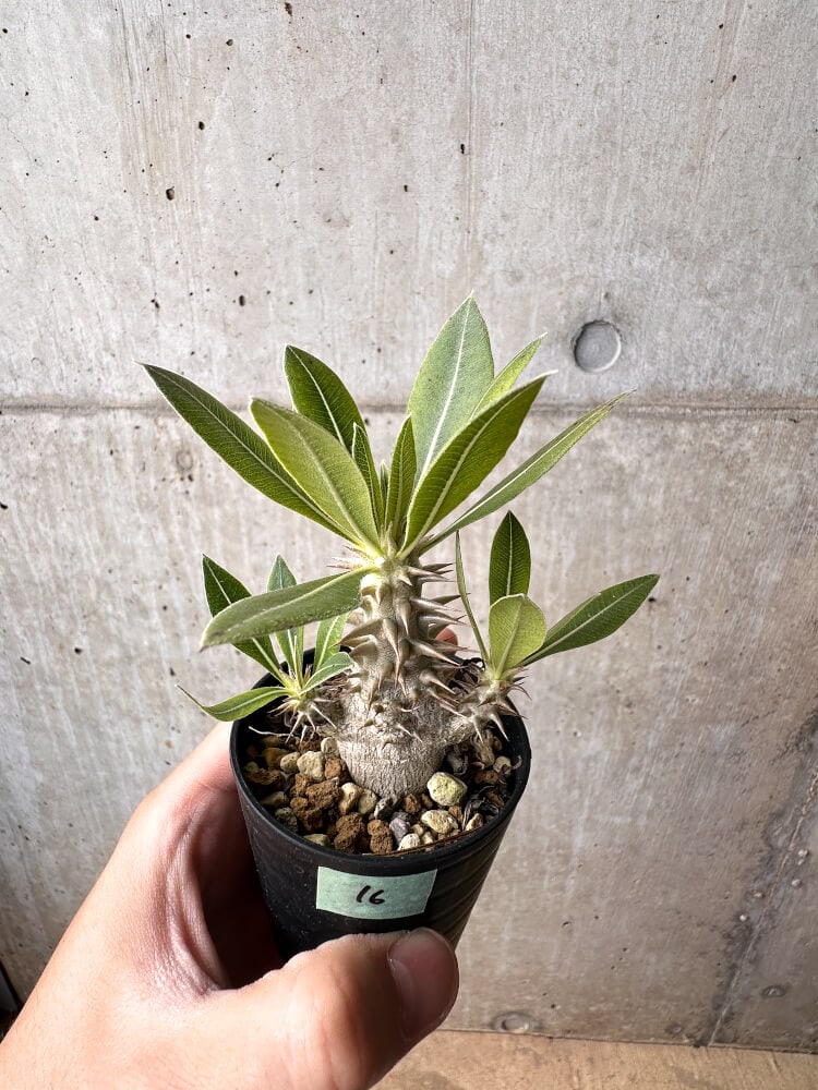 【現品限り】パキポディウム・ロスラーツム 実生【C16】 Pachypodium rosulatum