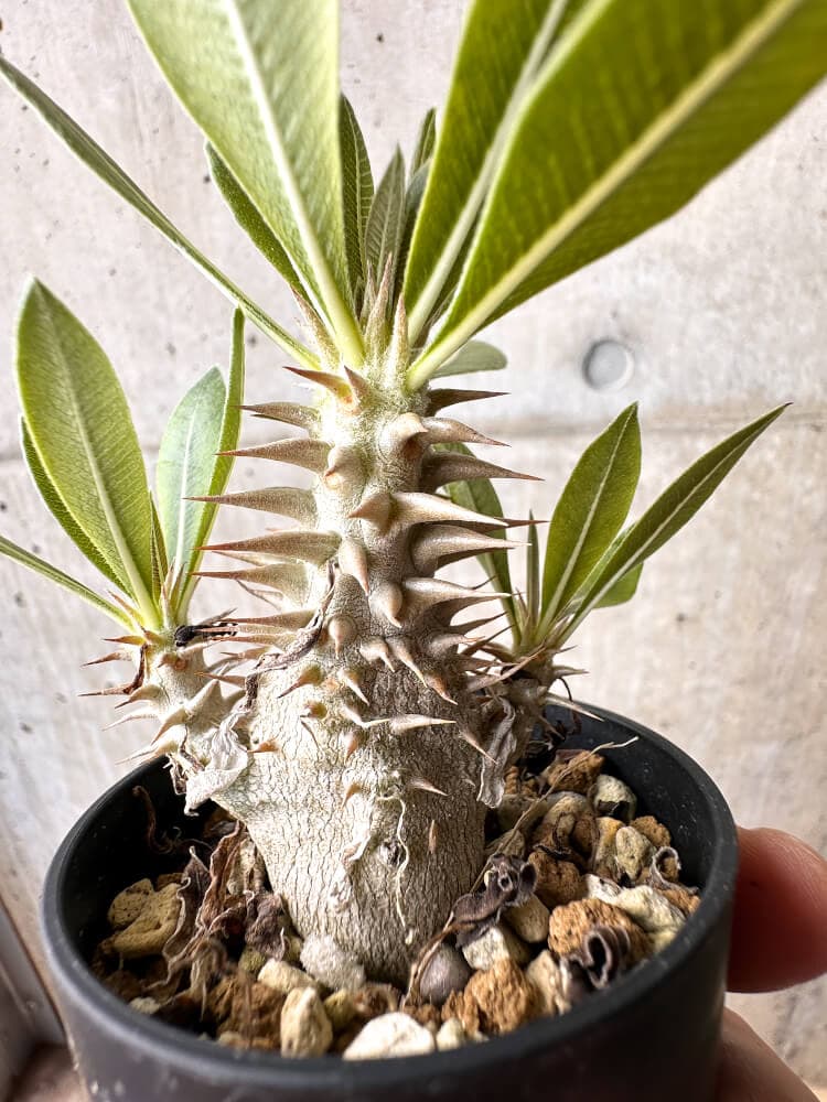 現品限り】パキポディウム・ロスラーツム 実生【C16】 Pachypodium