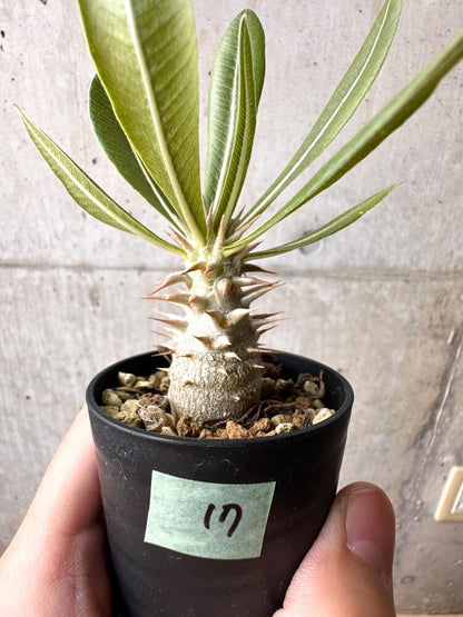 【現品限り】パキポディウム・ロスラーツム 実生【C17】 Pachypodium rosulatum