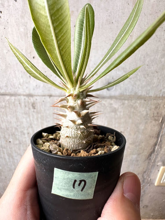 【現品限り】パキポディウム・ロスラーツム 実生【C17】 Pachypodium rosulatum