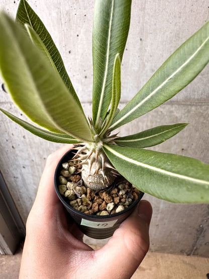 【現品限り】パキポディウム・ロスラーツム 実生【C17】 Pachypodium rosulatum