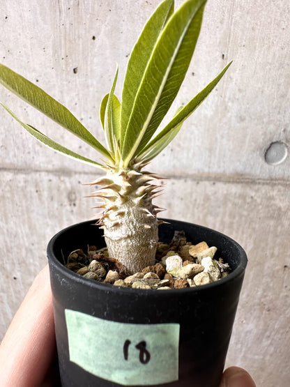 【現品限り】パキポディウム・ロスラーツム 実生【C18】 Pachypodium rosulatum