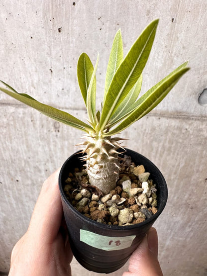 【現品限り】パキポディウム・ロスラーツム 実生【C18】 Pachypodium rosulatum