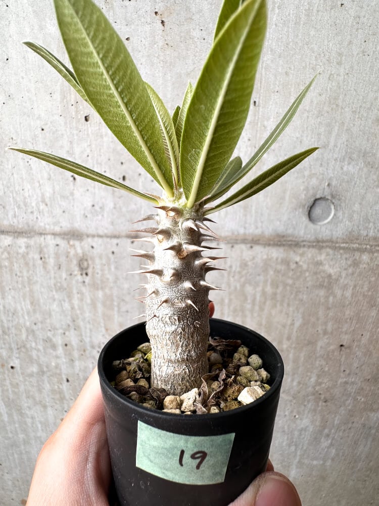 【現品限り】パキポディウム・ロスラーツム 実生【C19】 Pachypodium rosulatum