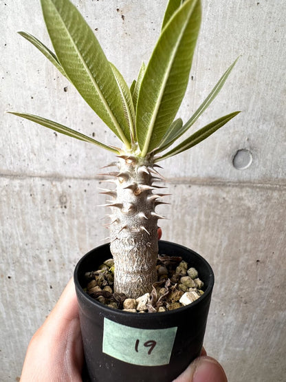 【現品限り】パキポディウム・ロスラーツム 実生【C19】 Pachypodium rosulatum
