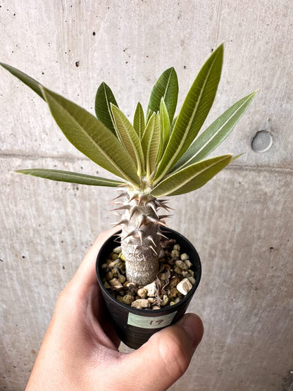 【現品限り】パキポディウム・ロスラーツム 実生【C19】 Pachypodium rosulatum