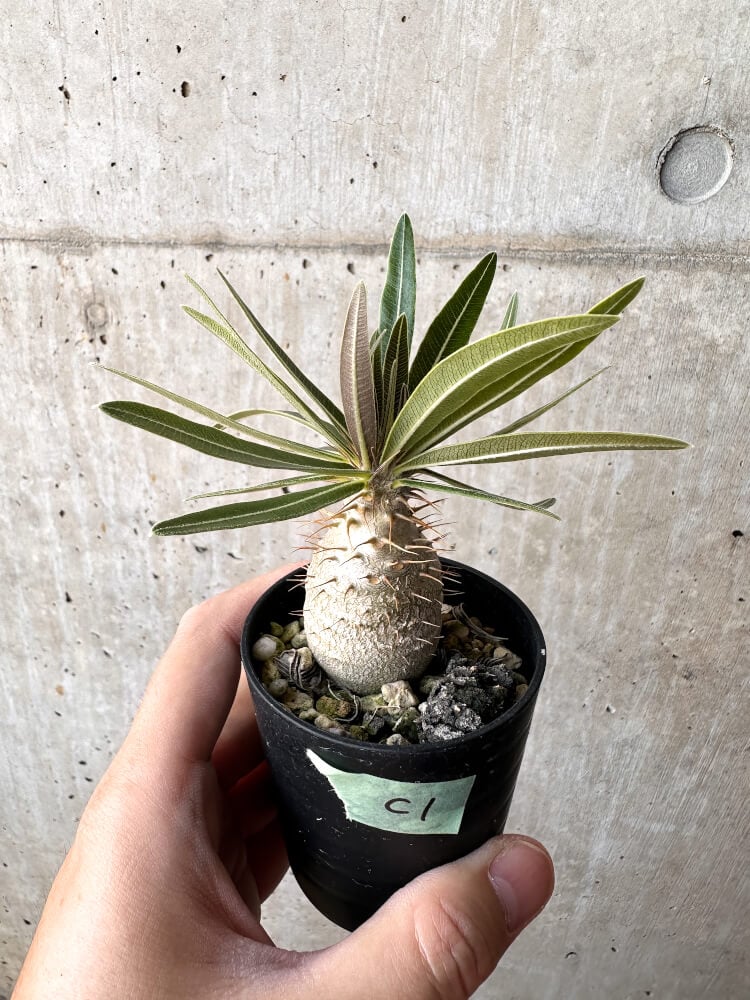 【現品限り】パキポディウム・グラキリス 実生【C1】 Pachypodium gracilius