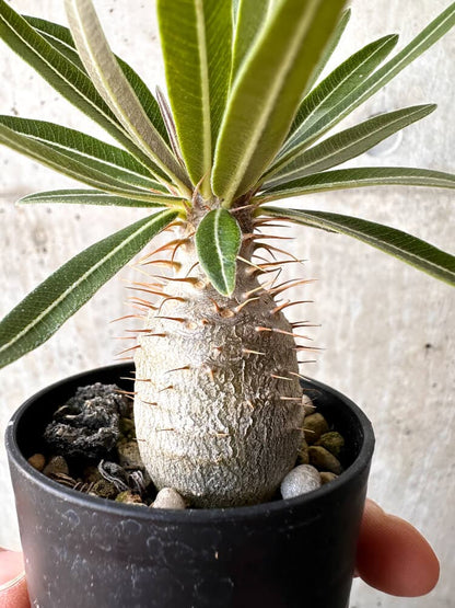 【現品限り】パキポディウム・グラキリス 実生【C1】 Pachypodium gracilius