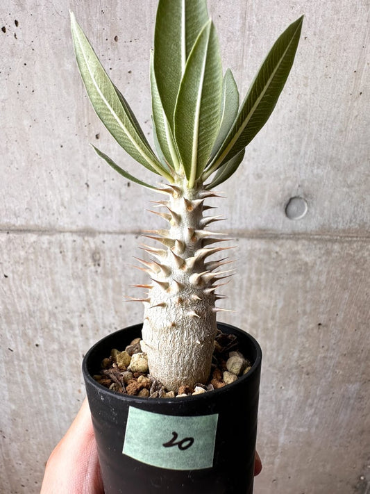 【現品限り】パキポディウム・ロスラーツム 実生【C20】 Pachypodium rosulatum