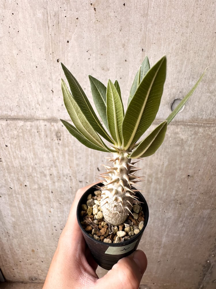 現品限り】パキポディウム・ロスラーツム 実生【C20】 Pachypodium