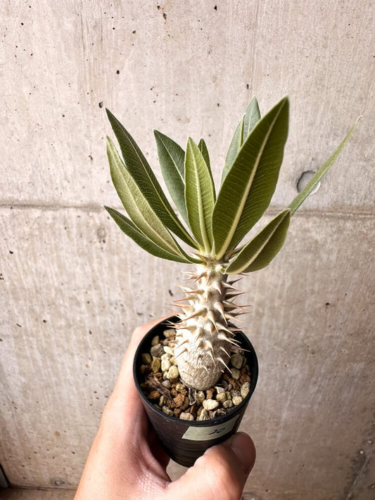 【現品限り】パキポディウム・ロスラーツム 実生【C20】 Pachypodium rosulatum