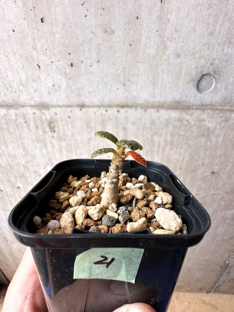 【現品限り】ドルステニア・ギガス 実生【C21】 Dorstenia gigas